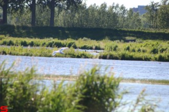 [Dier en Natuur] :: De nieuwe Dordtse Biesbosch (17)