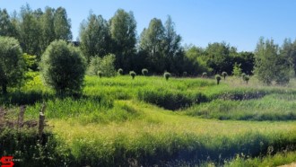 [Dier en Natuur] :: Rondje Dordt 5 juni 2021 (5)