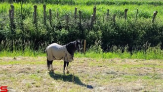 [Dier en Natuur] :: Rondje Dordt 5 juni 2021 (6)