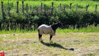 [Dier en Natuur] :: Rondje Dordt 5 juni 2021 (7)