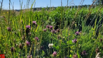 [Dier en Natuur] :: Rondje Dordt 5 juni 2021 (11)