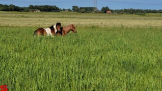 [Dier en Natuur] :: Rondje Dordt 5 juni 2021 (9)