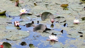 [Dier en Natuur] :: Wantijpark 8 juli 2021 (5)