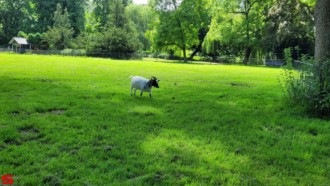[Dier en Natuur] :: Wantijpark 8 juli 2021 (8)