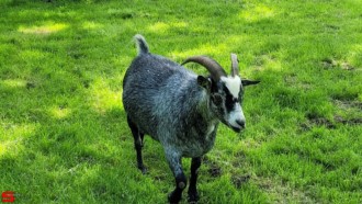 [Dier en Natuur] :: Wantijpark 8 juli 2021 (12)