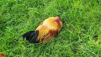 [Dier en Natuur] :: Wantijpark 8 juli 2021 (15)