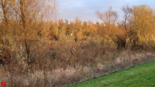 [Dier en Natuur] :: Hefst weertje (13)