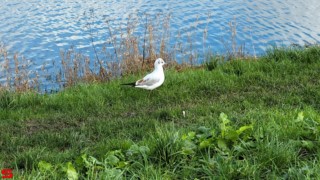 [Dier en Natuur] :: de Vlij 7 feb 2022 (11)