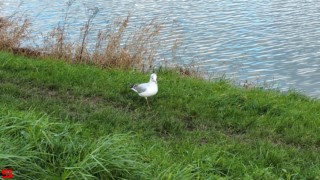 [Dier en Natuur] :: de Vlij 7 feb 2022 (12)