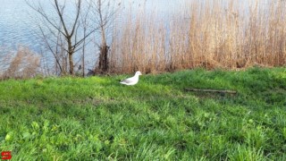 [Dier en Natuur] :: de Vlij 7 feb 2022 (13)