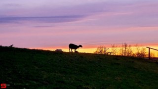 [Dier en Natuur] :: Wantijdijk 13 april 2022 (10)