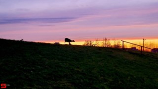 [Dier en Natuur] :: Wantijdijk 13 april 2022 (11)