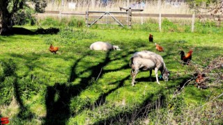 [Dier en Natuur] :: Mooi weer met 1e Paasdag (5)