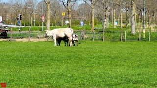 [Dier en Natuur] :: Mooi weer met 1e Paasdag (10)