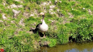 [Dier en Natuur] :: Mooi weer met 1e Paasdag (13)