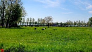 [Dier en Natuur] :: Landgoed Dordwijk en Dubbelsteynpark (4)