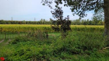 [Dier en Natuur] :: Ottersluis Kop van het Land (9)