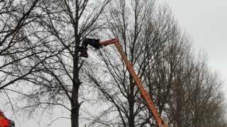 [Nieuws] :: Populierenkap in Stadspolders (8)